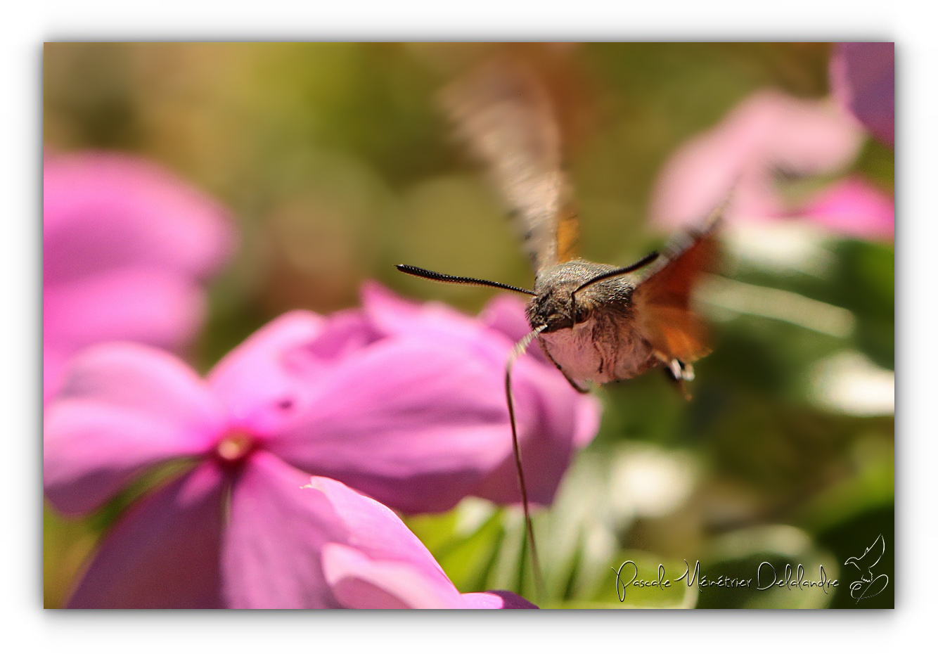 Moro-sphinx (Macroglossum stellatarum)