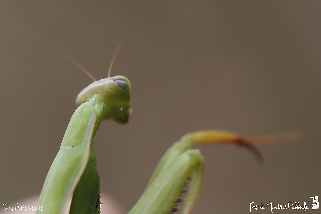 Mantis religiosa  - Mante religieuse - forme verte
