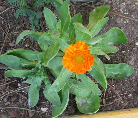 Fleurs cultivées : Souci