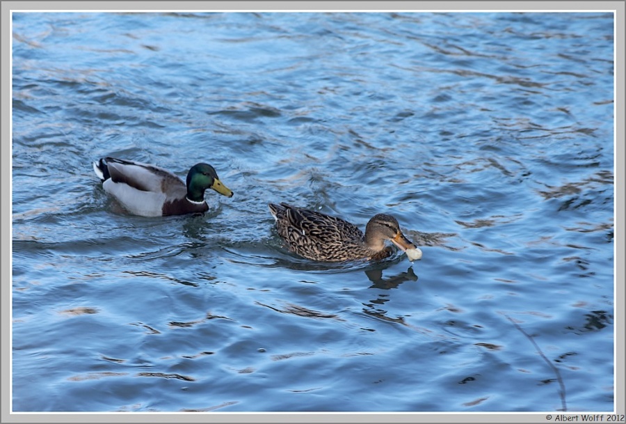 Images "volatiles"
