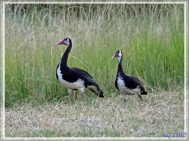 Oie-armée de Gambie, Spur-winged Goose (Plectropterus gambensis) - Fleuve Zambèze - Zimbabwe