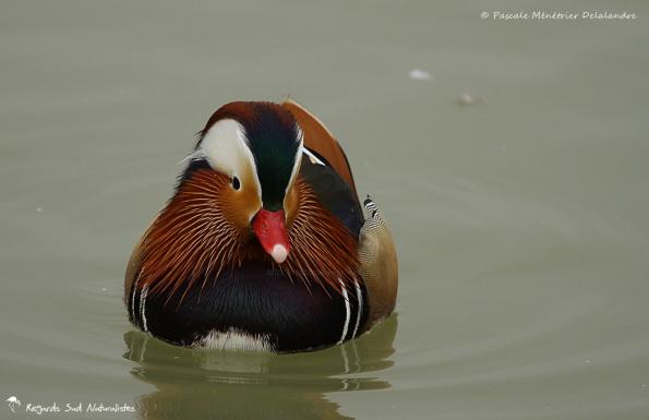 Canard mandarin 