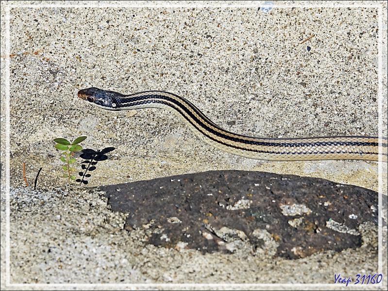 Serpent à quatre bandes, Four-striped Snake (Dromicodryas quadrilineatus) - Nosy Sakatia - Madagascar