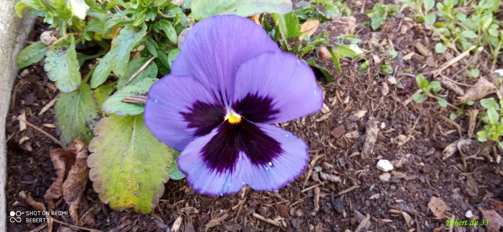 les fleurs du moment