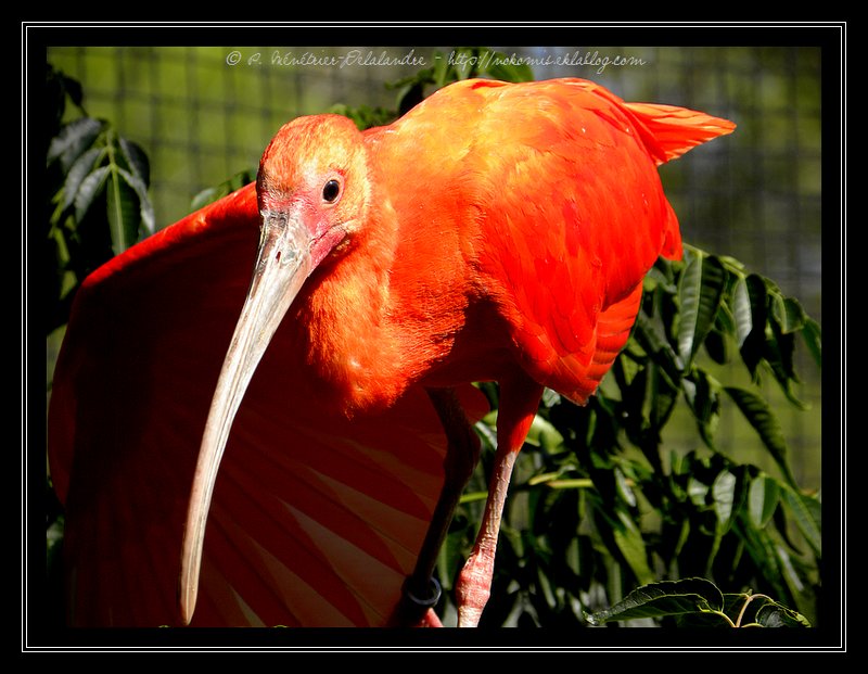Ibis rouges...