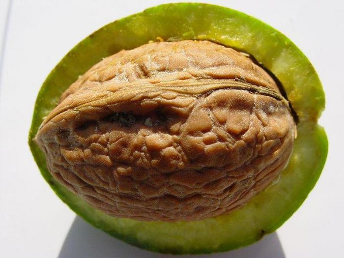 Fruits du mois de septembre