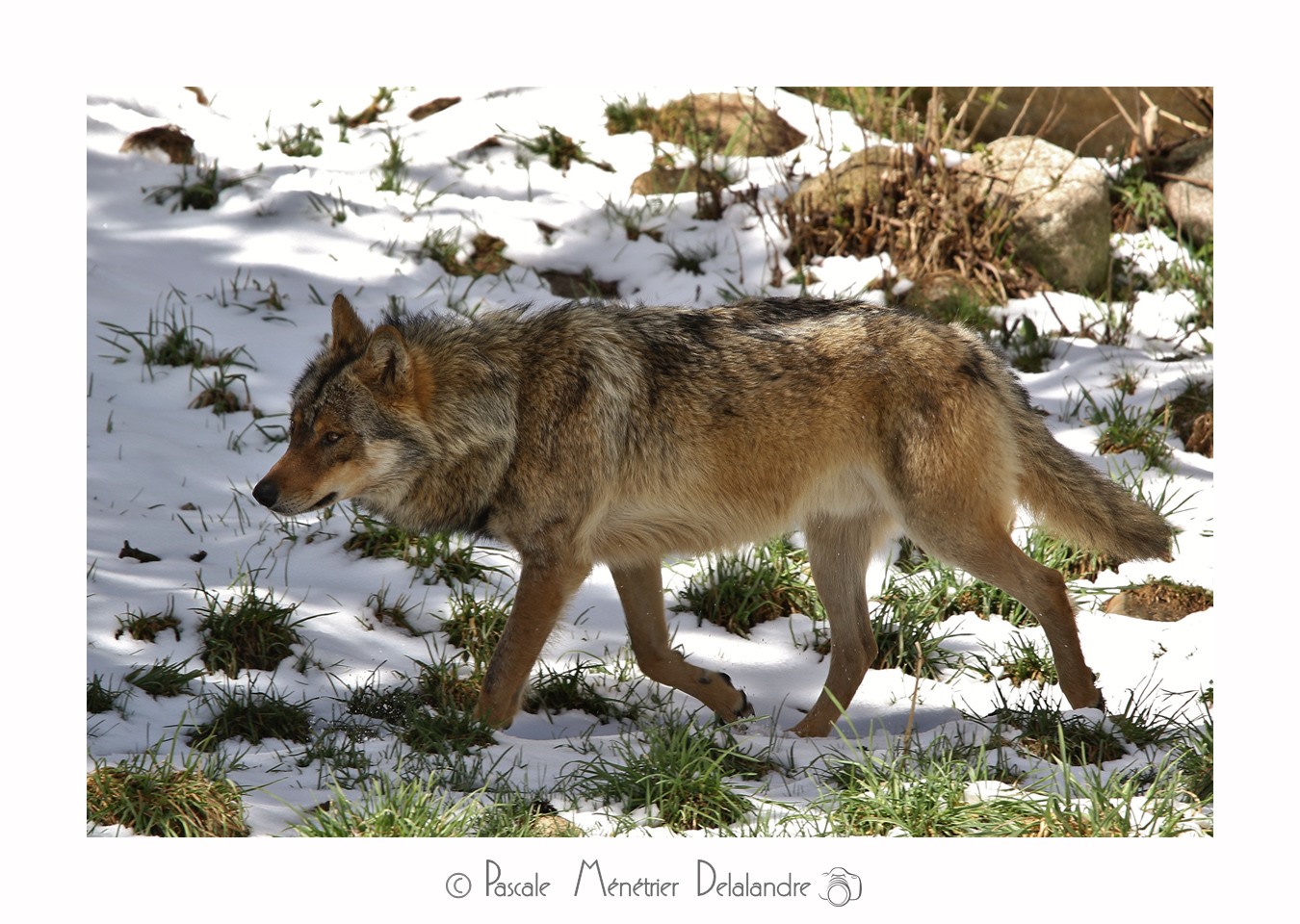 Loup - Son incroyable beauté.