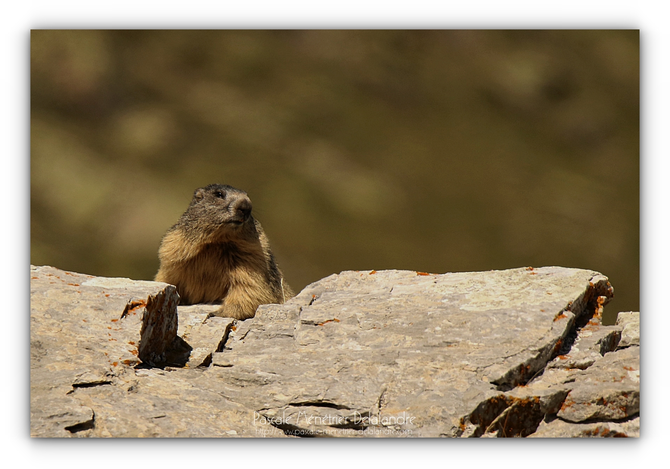 Marmottes des Alpes dans les Pyrénées.