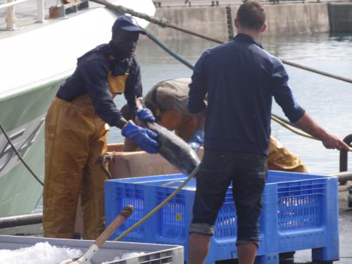 Retour de la peche aux thons sur le port de la Turballe