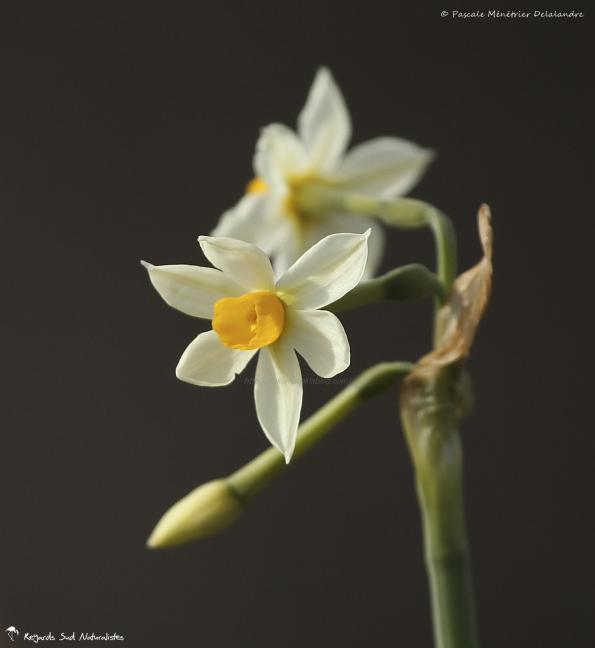 Narcissus Tazetta - Narcisse Tazette