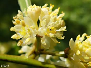 Laurus nobilis  -  laurier sauce