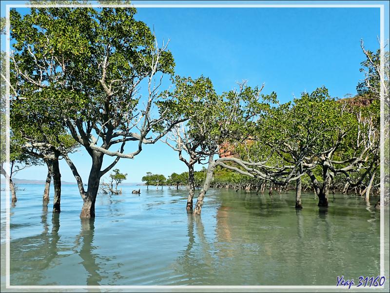 20/09/2022 : premier débarquement pour voir la mangrove de la Rivière Hunter - Prince Frederick Harbour - Kimberley - Australie