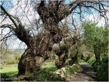 (J21) Lugo / San Roman da Roterta 25 avril 2012