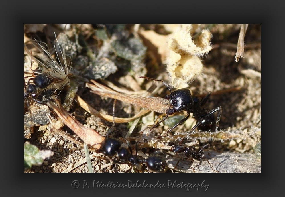 Travail titanesque des fourmis...