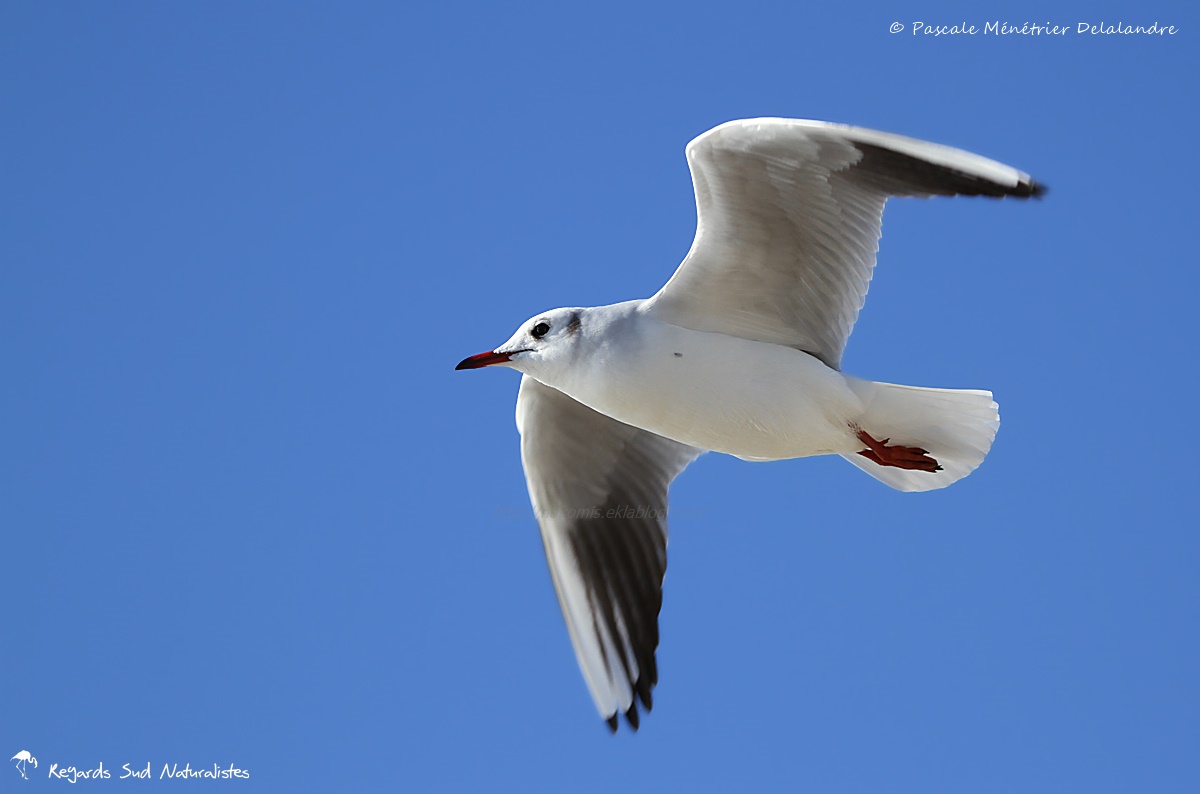 Mouette rieuse