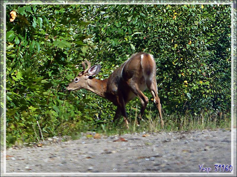 Cerf de Virginie ou Chrevreuil (Odocoileus virginianus) - Vers le Lac Venne - Duhamel - Outaouais - Québec - Canada