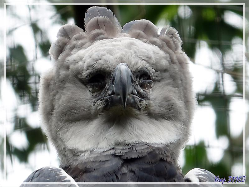 Aigle Harpie féroce, Harpy Eagle (Harpia harpyja) - Parque das Aves - Foz do Iguaçu - Brésil