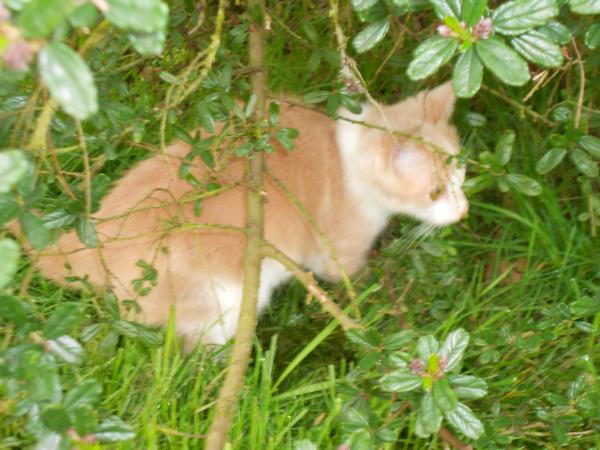 Quelques nouvelles des fauves ... !!!