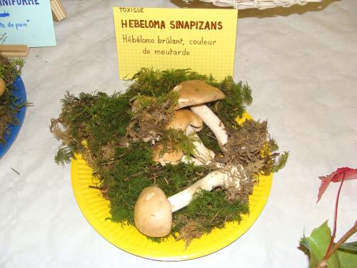 L'exposition mycologique à Châtillon sur Seine