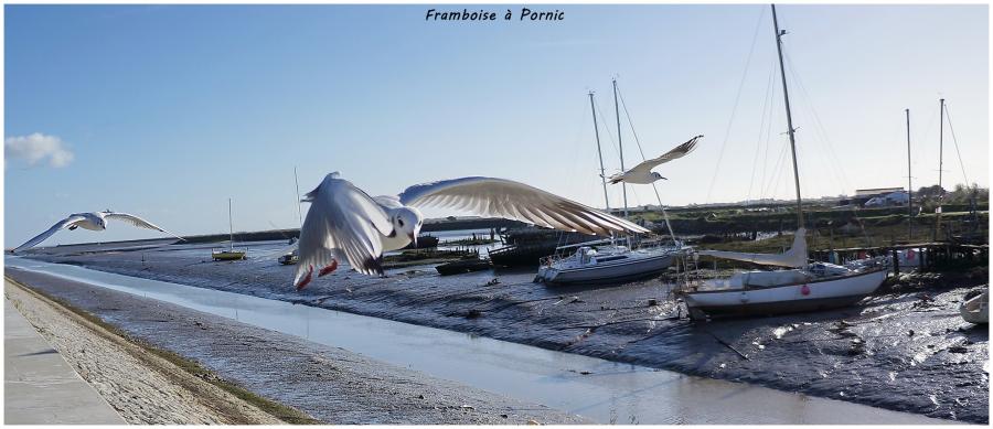 Mouette rieuse
