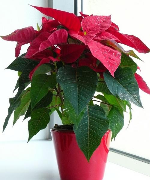 Fleurs cultivées : Poinsettia