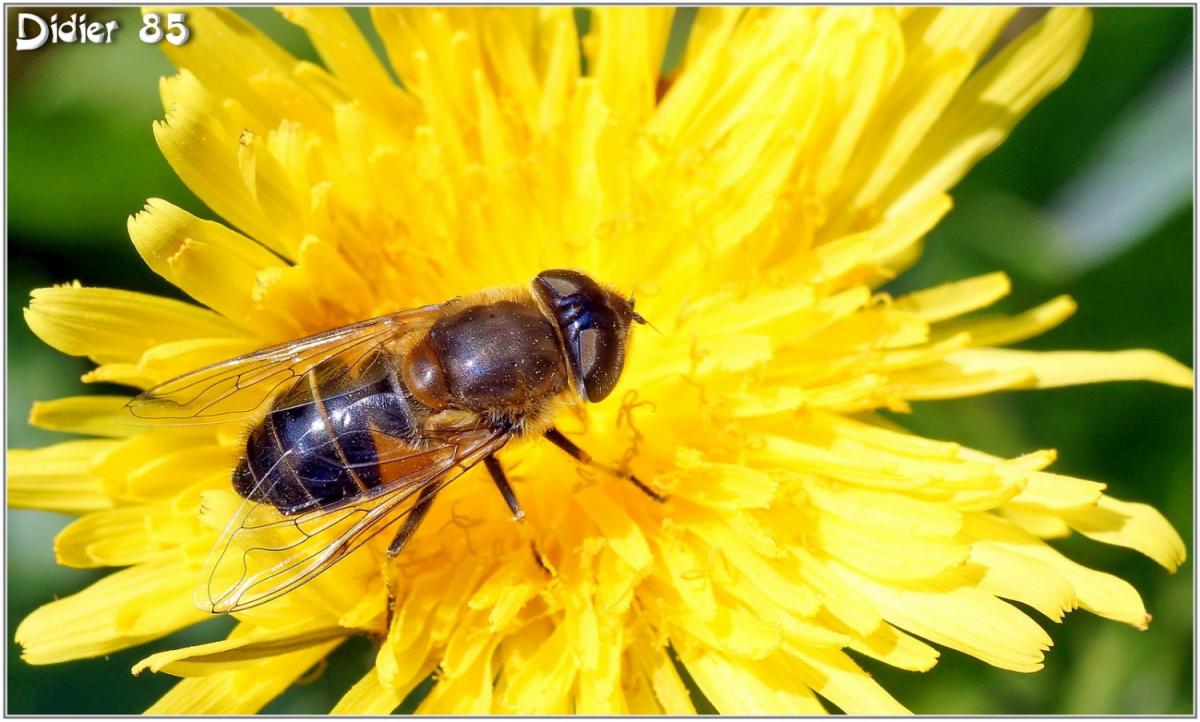 Eristale Tenace (1) - Eristale Gluant / Eristalis tenax