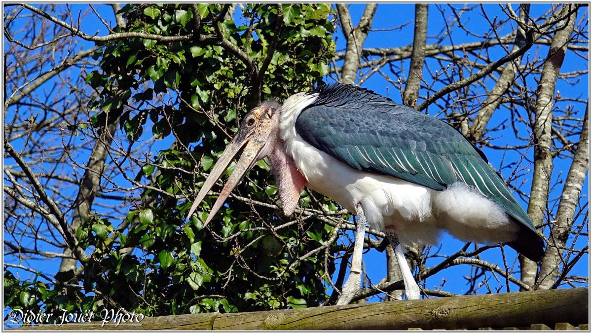 Puy du Fou (3) - Le Bal des Oiseaux Fantômes