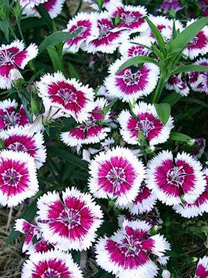 Fleurs cultivées : Dianthus