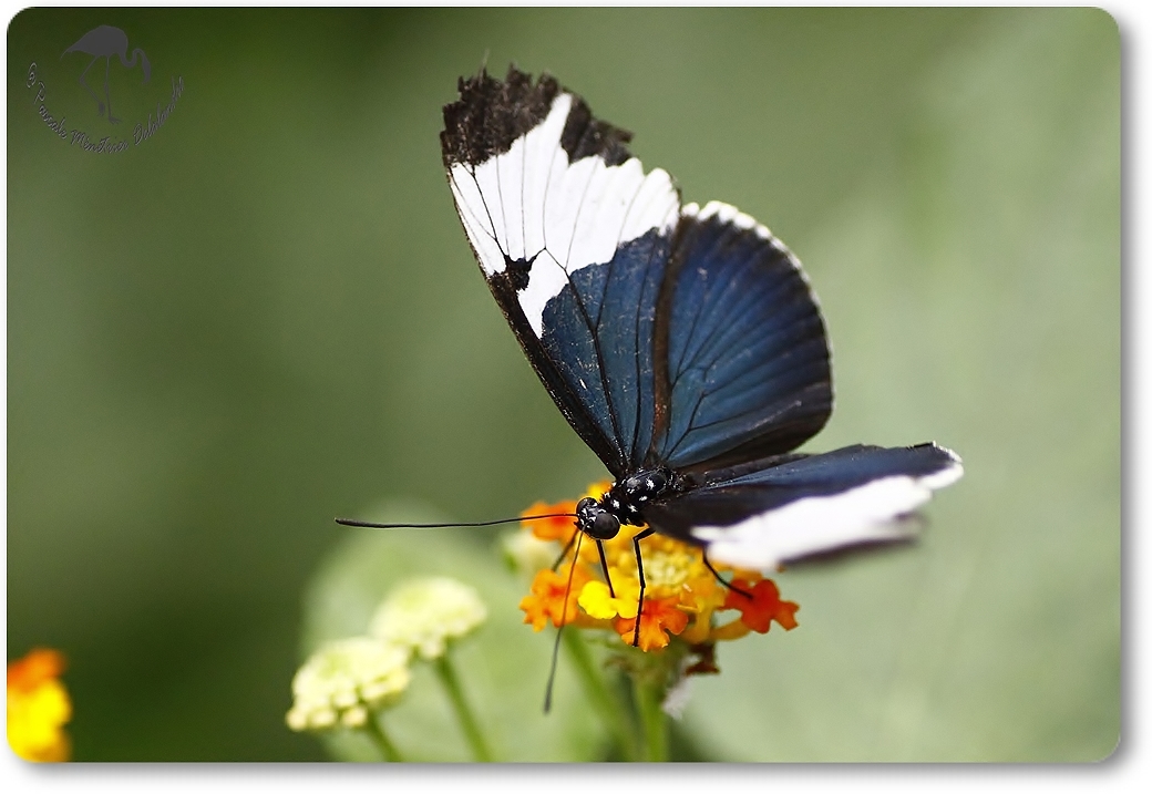 Heliconus cydno - Heliconiidae - Costa Rica