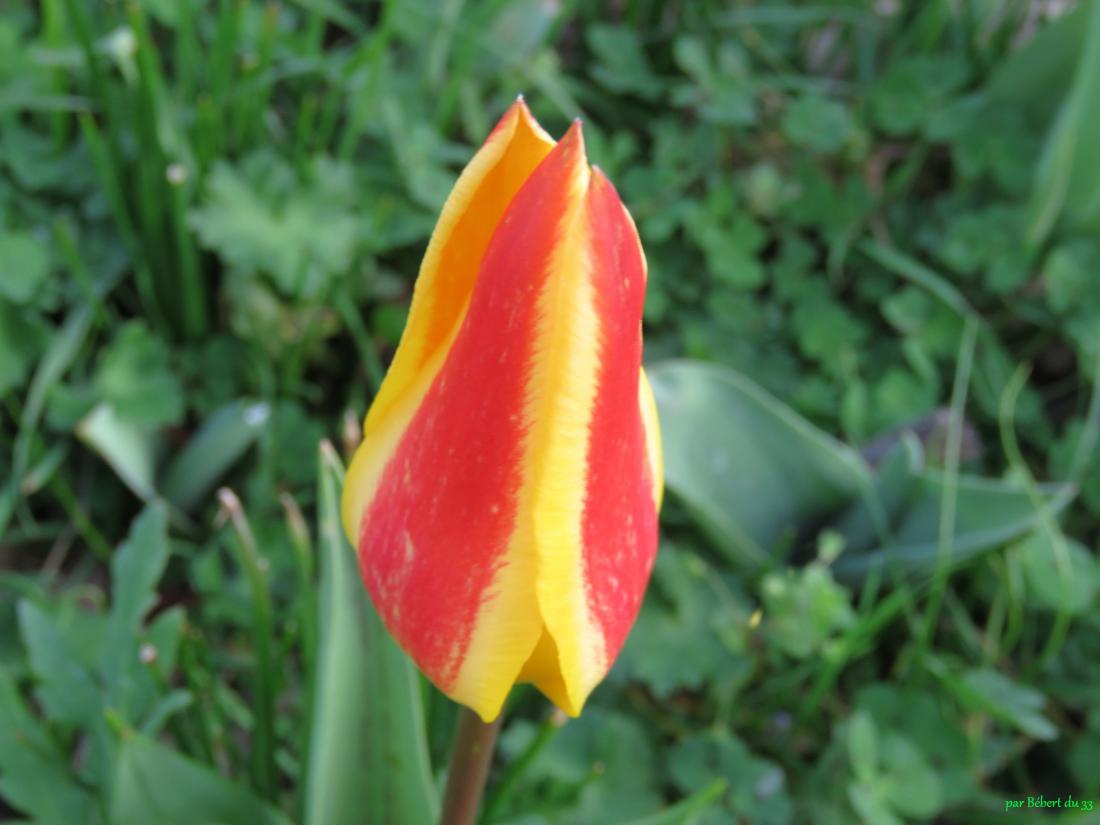 fleurs de mon jardin 