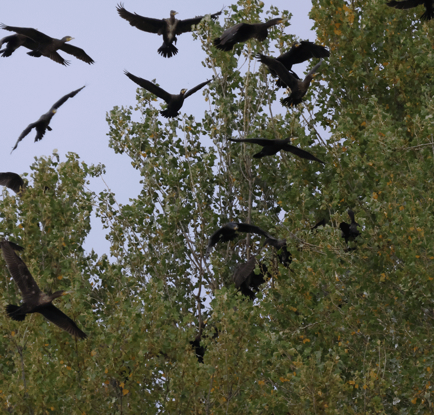 Quelques paires de "gif"