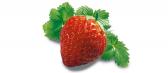 Hum ! la fraise des bois ! ...
