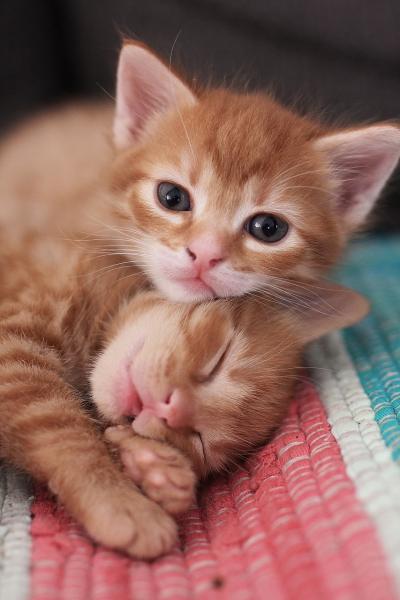 Images insolites d'animaux