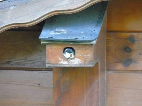 Au jardin de Thérèse