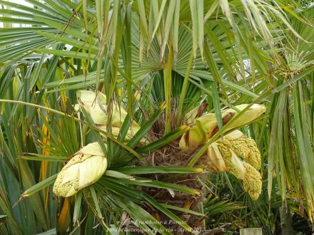 Un petit tour au jardin botanique de Pornic 