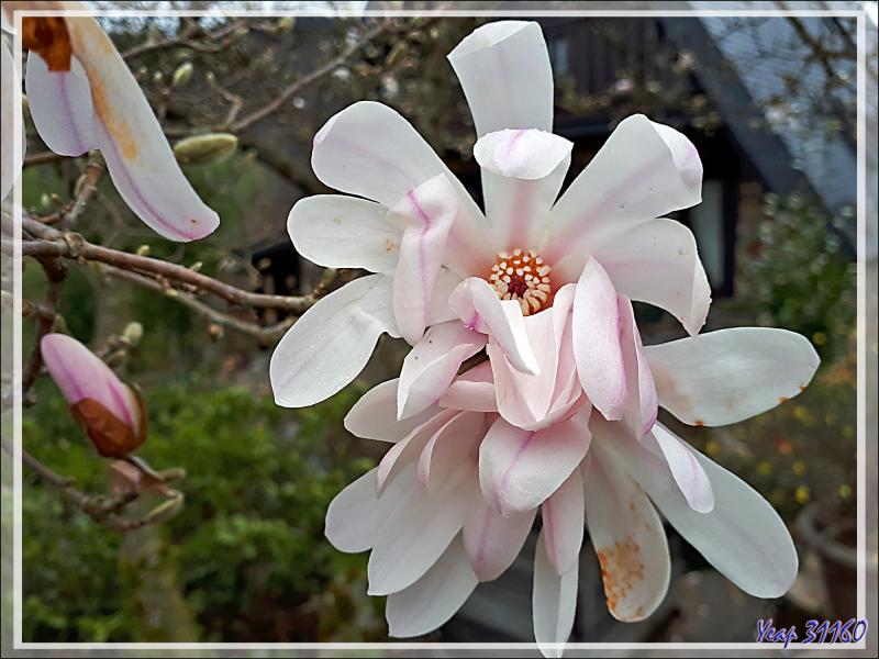 Le printemps étant (presque) arrivé, de la flore cultivée à la sauvage, les petites fleurs sont partout - Lartigau - Milhas - 31