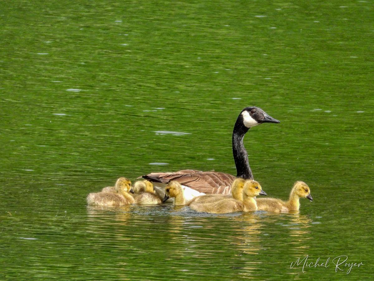 La Bernache du Canada, maman d'une famille nombreuse.