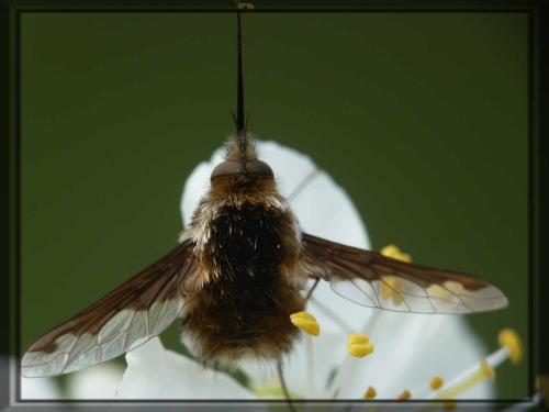 Bombylius major, le grand bombyle