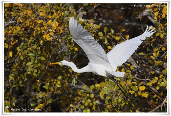 Grande Aigrette