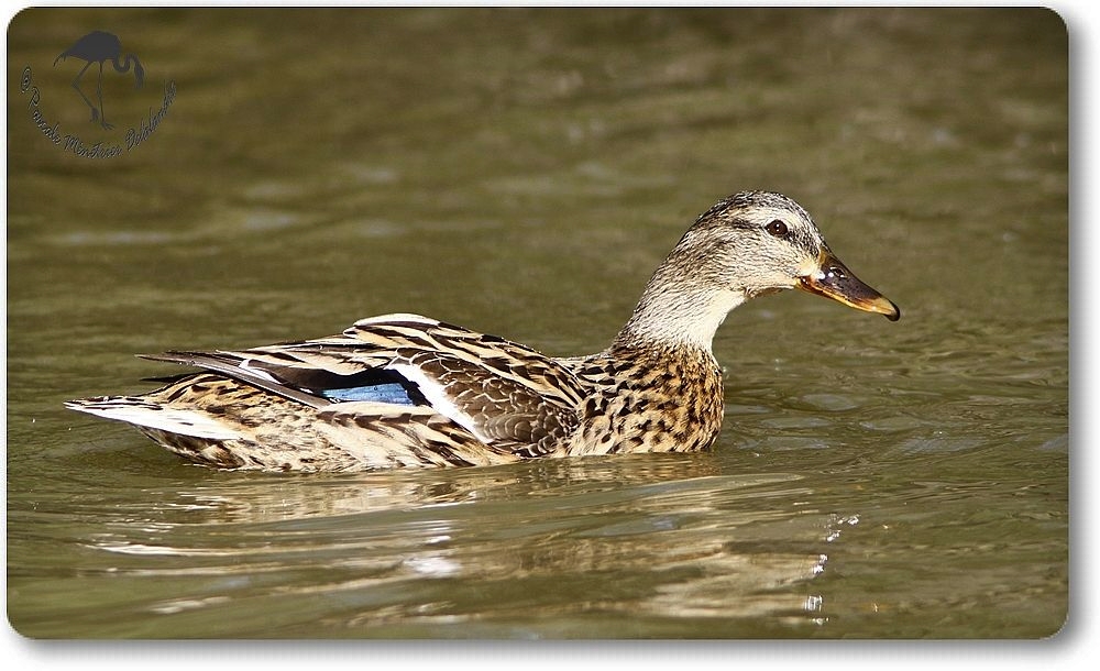 Canard colvert femelle - Anas platyrhynchos
