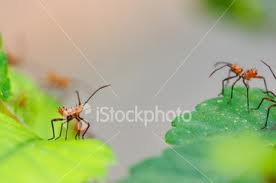 L'Hystérie - Est-elle contagieuse ?