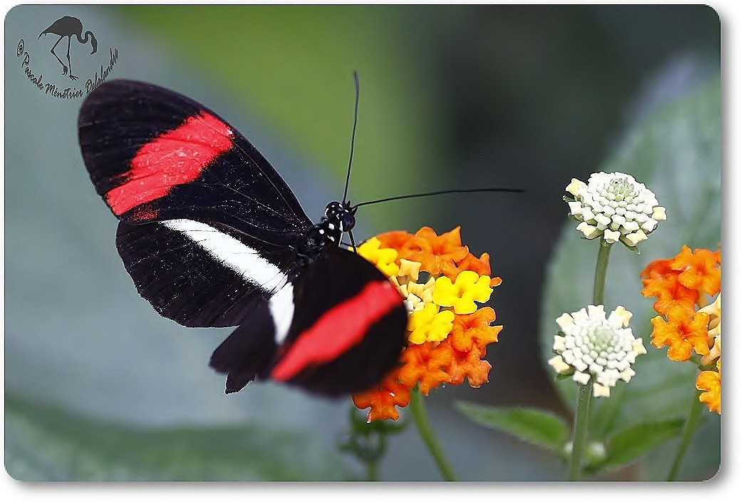 Heliconius erato petiverana - Nymphalidae
