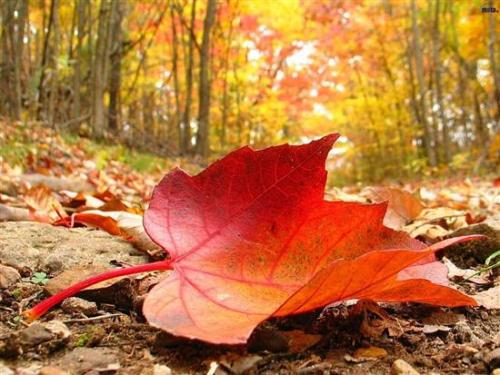 Feuilles d'automne (Isabelle Jaccard)