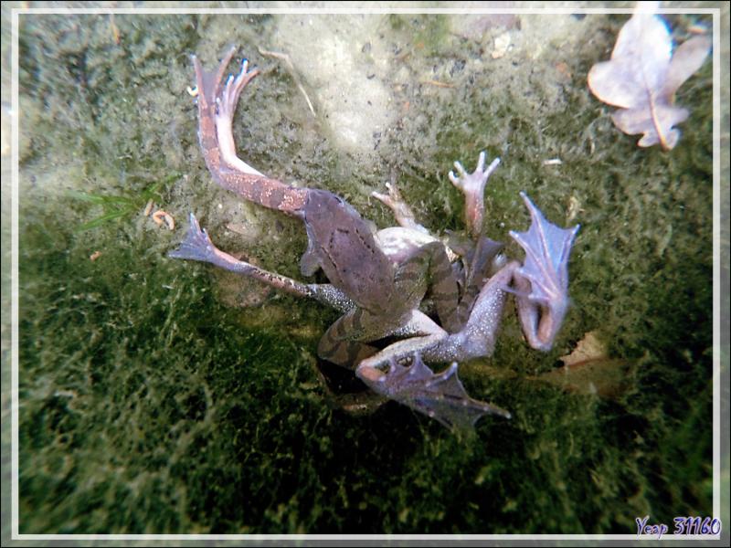 Partouze de grenouilles rousses ou "Partie de jambes en l'air" - Lartigau - Milhas - 31
