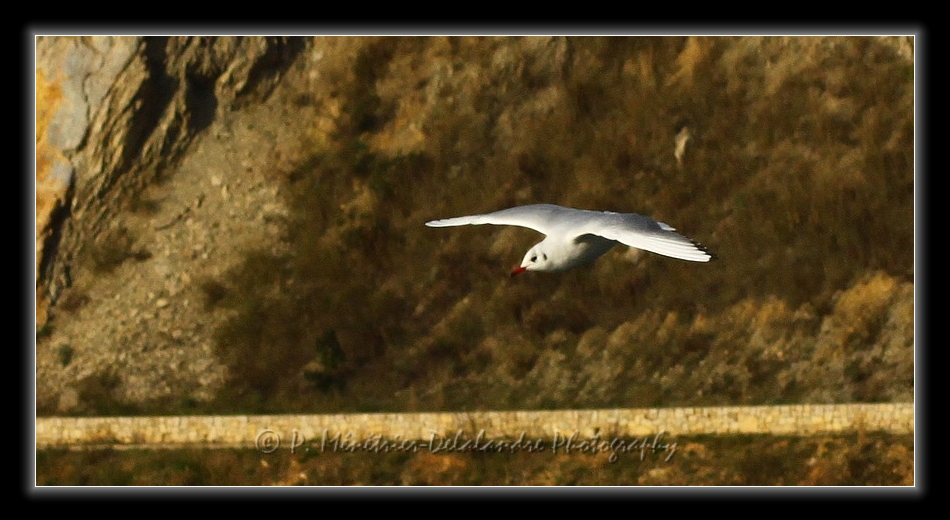 Suivi d'une Mouette rieuse...