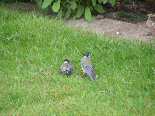 Au jardin de Thérèse