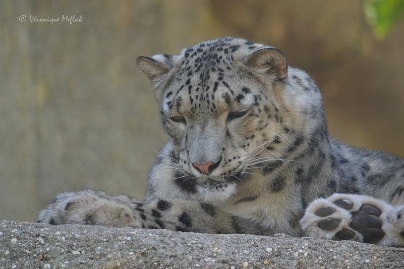 La Ménagerie du Jardin des Plantes : Karu et sa nouvelle compagne