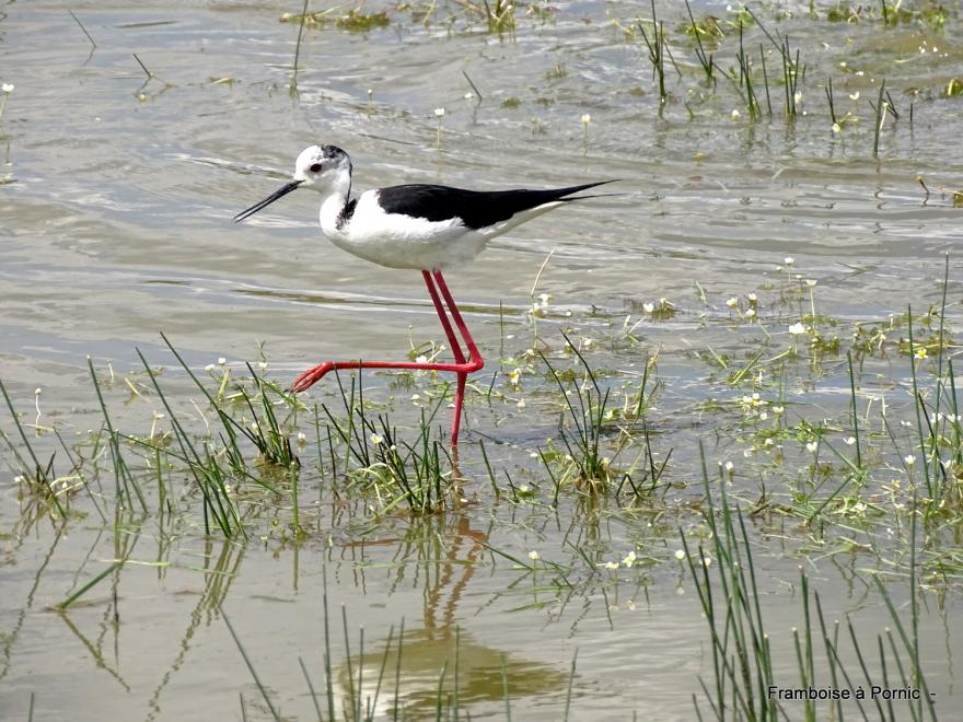 oiseaux dans le marais breton - mai 2022