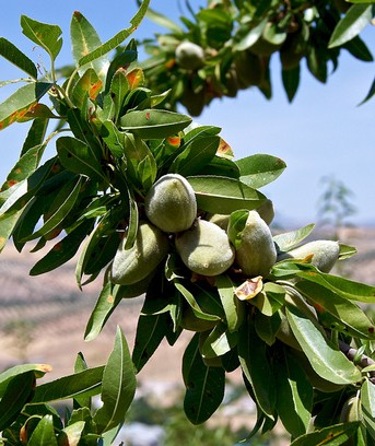 Arbre fruitier : Amandier