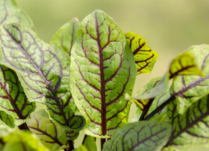 Légumes du mois d'Août